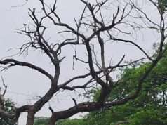 सूखा शीशम का पेड़ बना राहगीरों और छात्रों के लिए खतरा, जल्द हटवाने की मांग