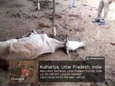 गौ संरक्षण केंद्र कुलहड़िया कौंधियारा में जिंदगी की भीख मांग रहे गोवंश