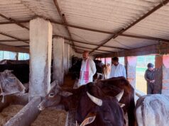 सदस्य उत्तर प्रदेश गोसेवा आयोग ने गौवंश आश्रय स्थल का किया औचक निरीक्षण दिए आवश्यक दिशा-निर्देश