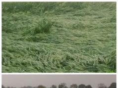 कुदरत का कहर, बेमौसम बरसात और ओलावृष्टि से फसलें चौपट, किसानों की माथे पर खिंची चिंता की लकीरें