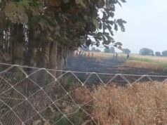 खेतों में धधकी तबाही, अमिलिया तरहार में गेहूं की फसल बनी आग का निवाला