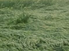 मौसम के मिजाज को देखकर किसानों की बढ़ी चिंता