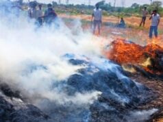 किसान के खेत में धधकी तबाही, गेहूं की फसल धूं-धूं कर स्वाहा